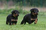 BEAUCERON - PUPPIES 382